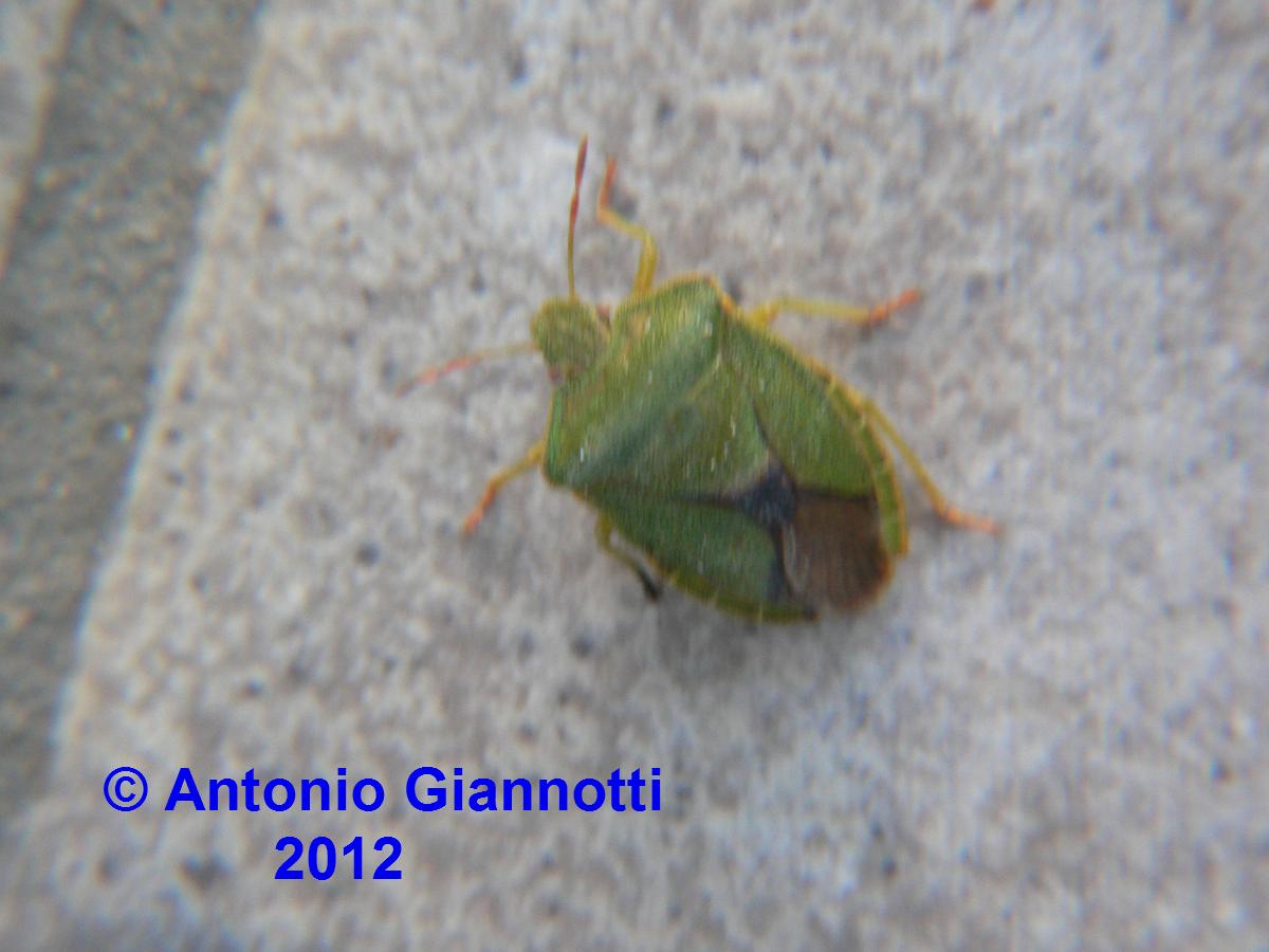 Pentatomidae: Palomena prasina della Lombardia (CO)